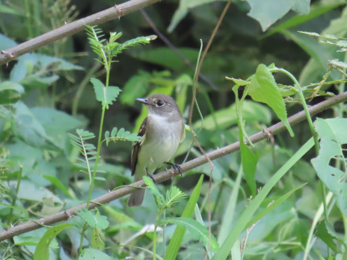 Alder Flycatcher - ML641972451