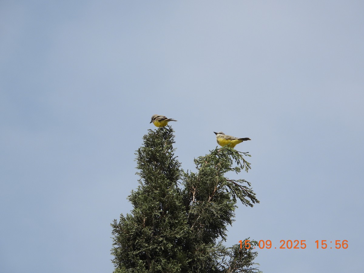 Tropical Kingbird - ML641972452
