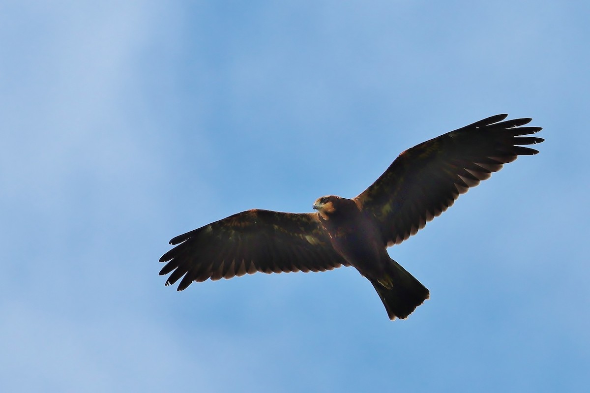 Western Marsh Harrier - ML641972466