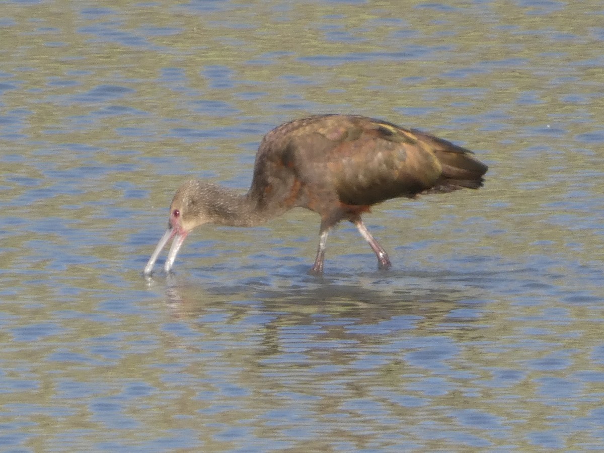 White-faced Ibis - ML641972479