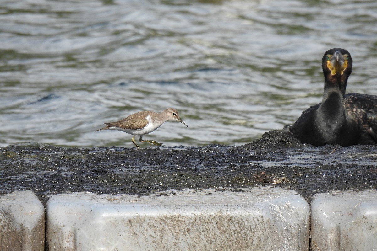 Common Sandpiper - ML641972483