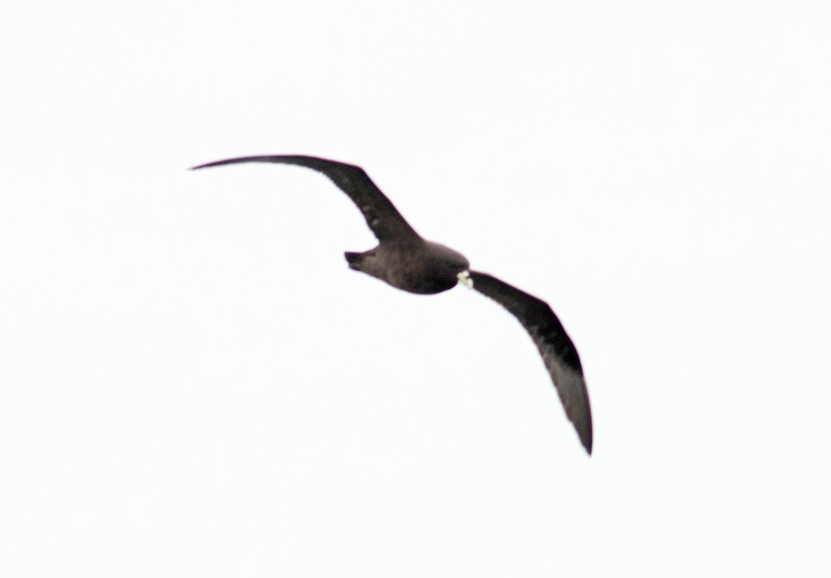 White-chinned Petrel - ML64197251