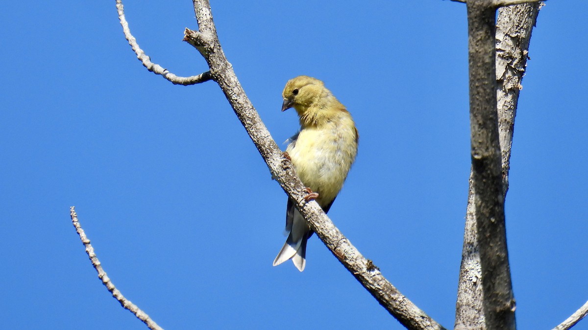 Chardonneret jaune - ML641972510