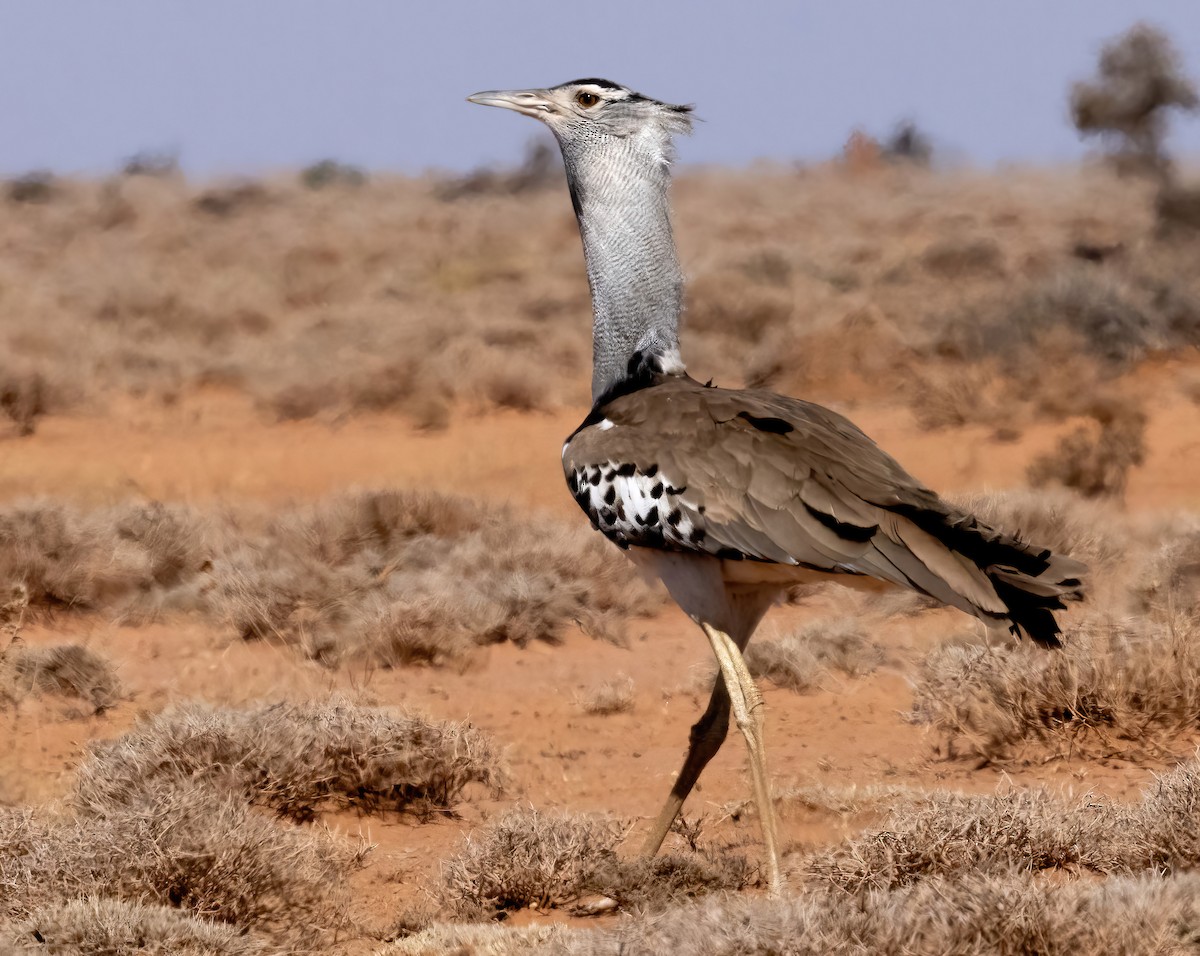 Kori Bustard - ML641972521