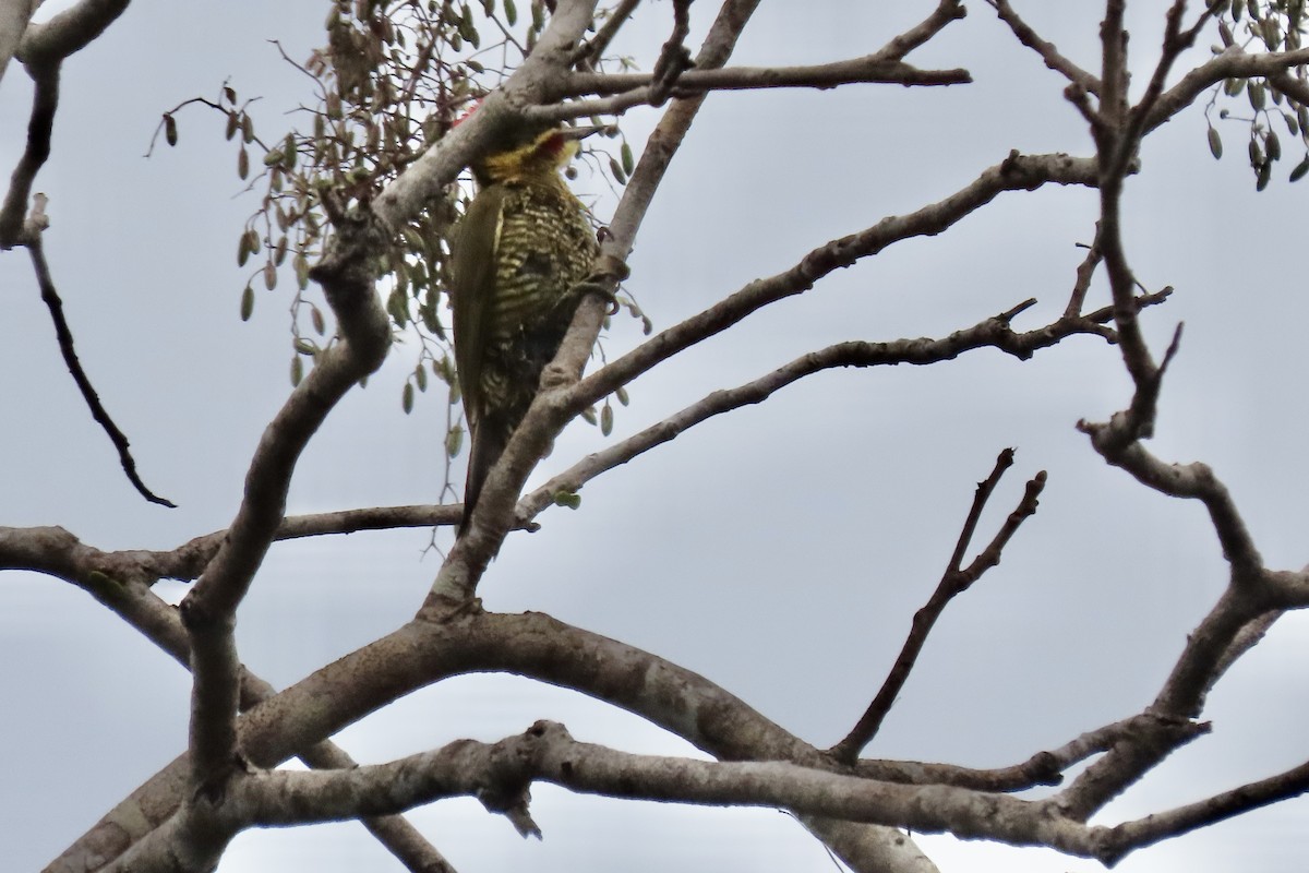 Golden-green Woodpecker - ML641972525
