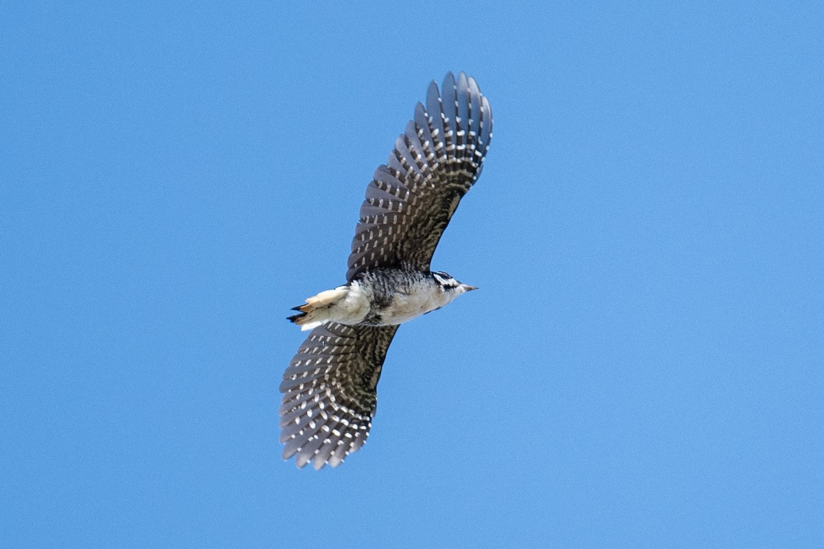 Black-backed Woodpecker - ML641972534