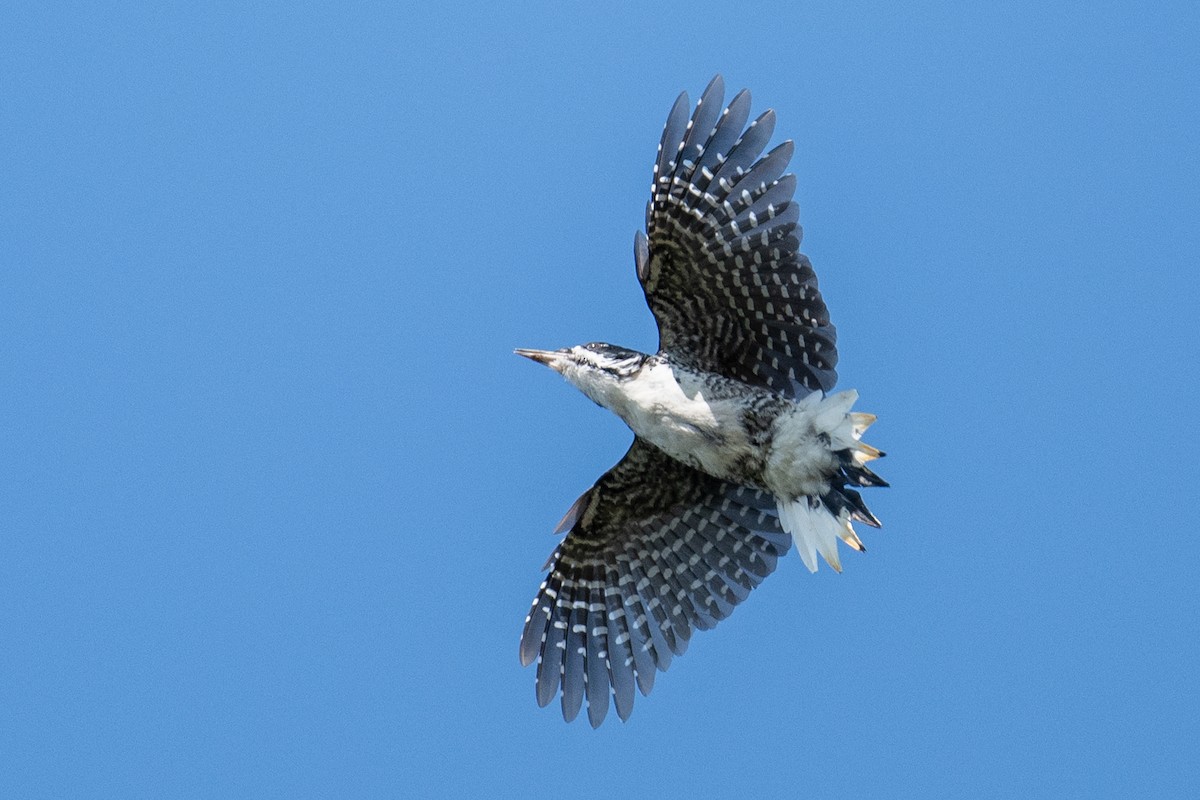 Black-backed Woodpecker - ML641972535