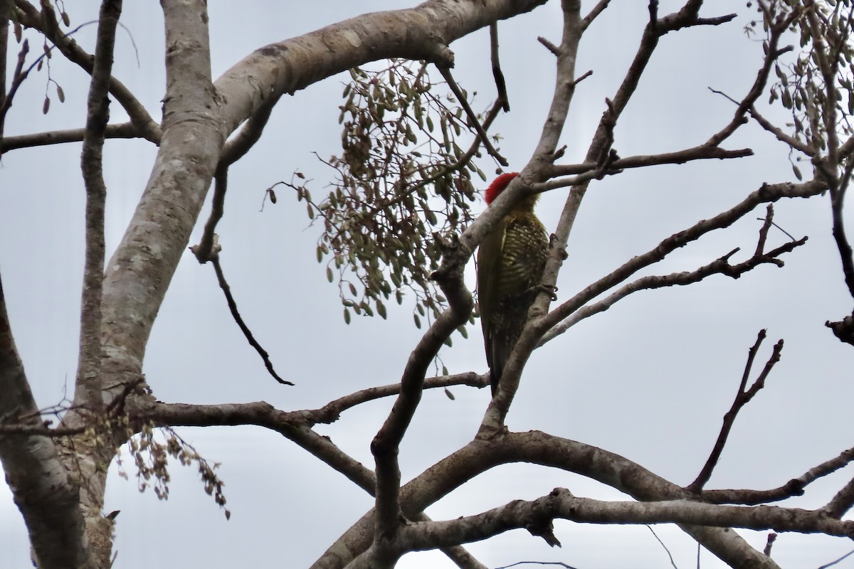 Golden-green Woodpecker - ML641972537