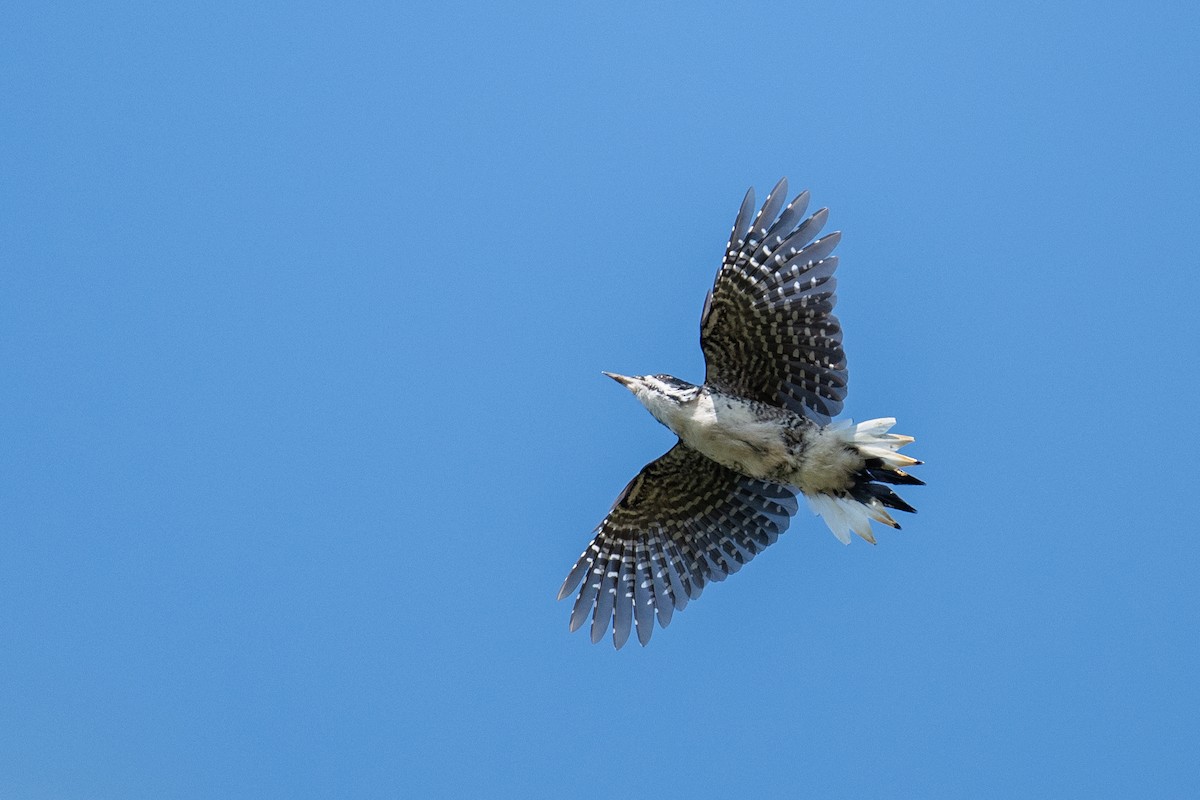 Black-backed Woodpecker - ML641972538
