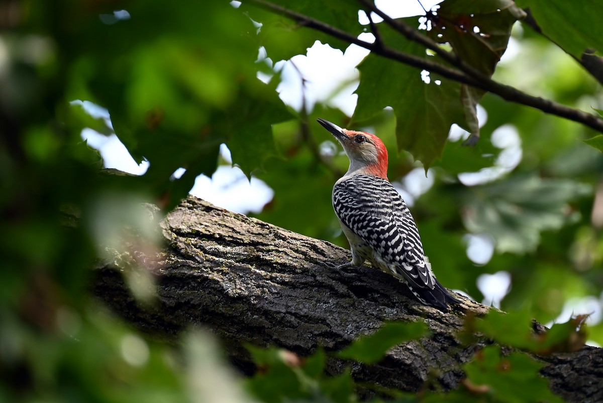 Red-bellied Woodpecker - ML641972540
