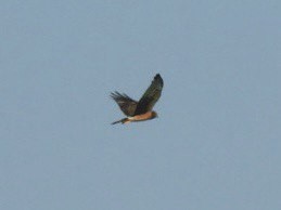 Northern Harrier - ML641972544