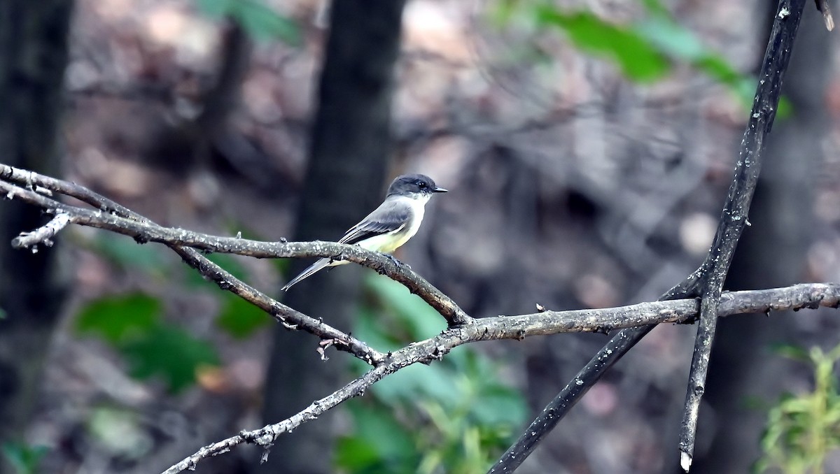Eastern Phoebe - ML641972549