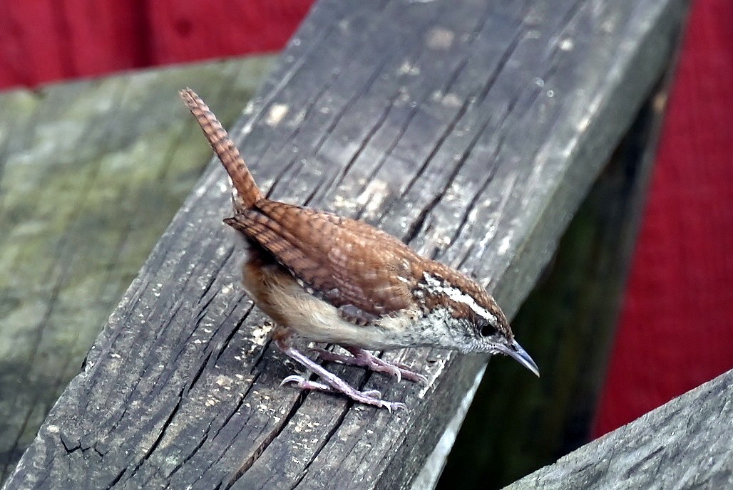 Carolina Wren - ML641972552