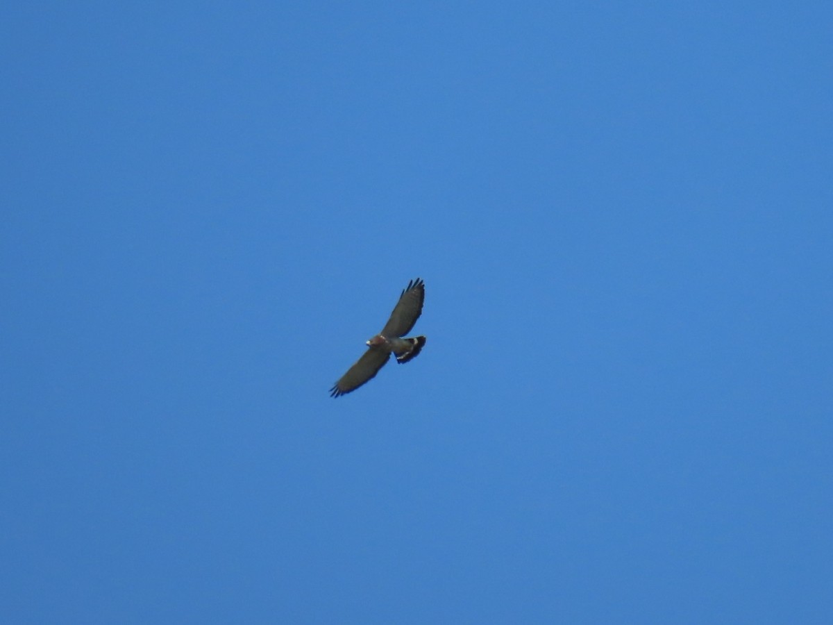 Broad-winged Hawk - ML641972556