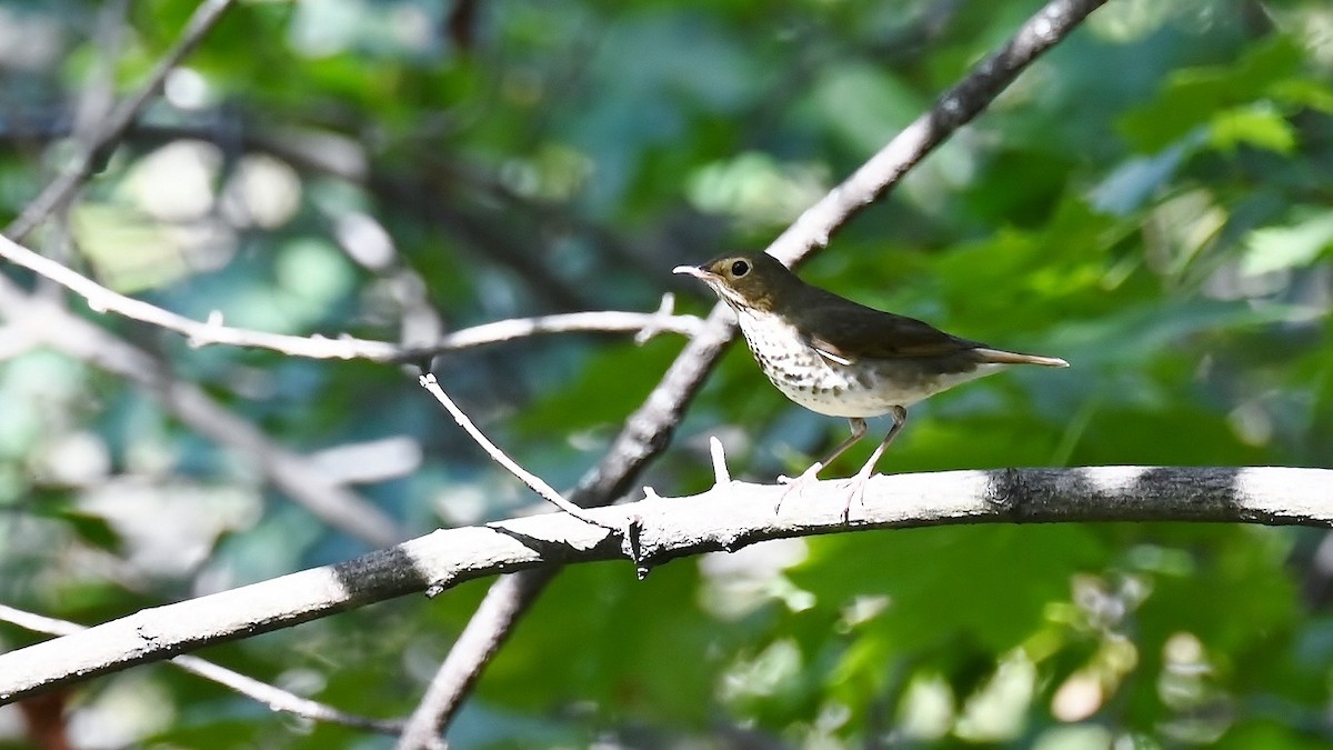 Swainson's Thrush - ML641972559