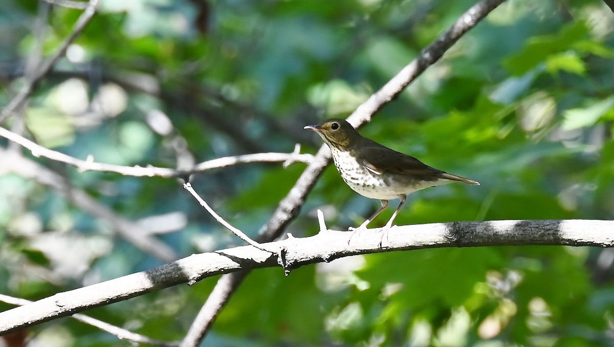Swainson's Thrush - ML641972560