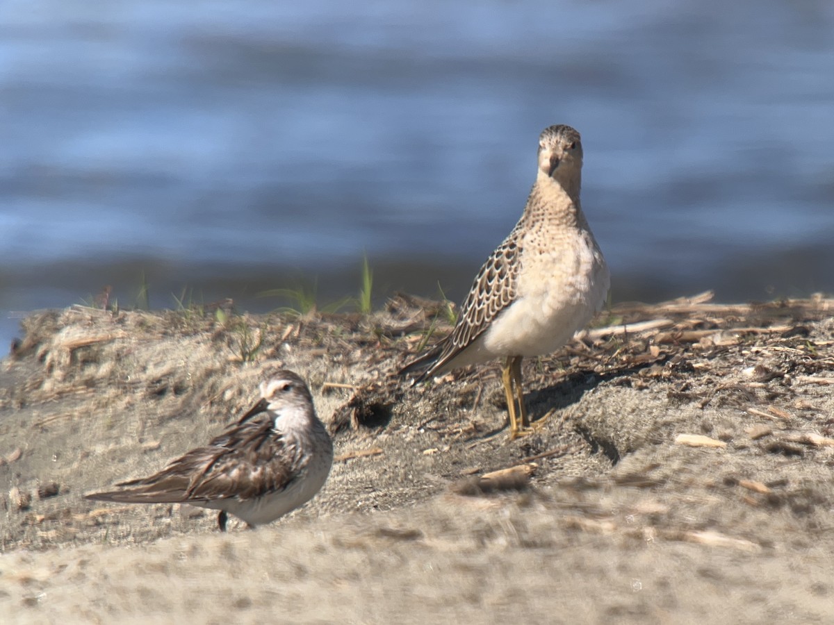 Buff-breasted Sandpiper - ML641972561