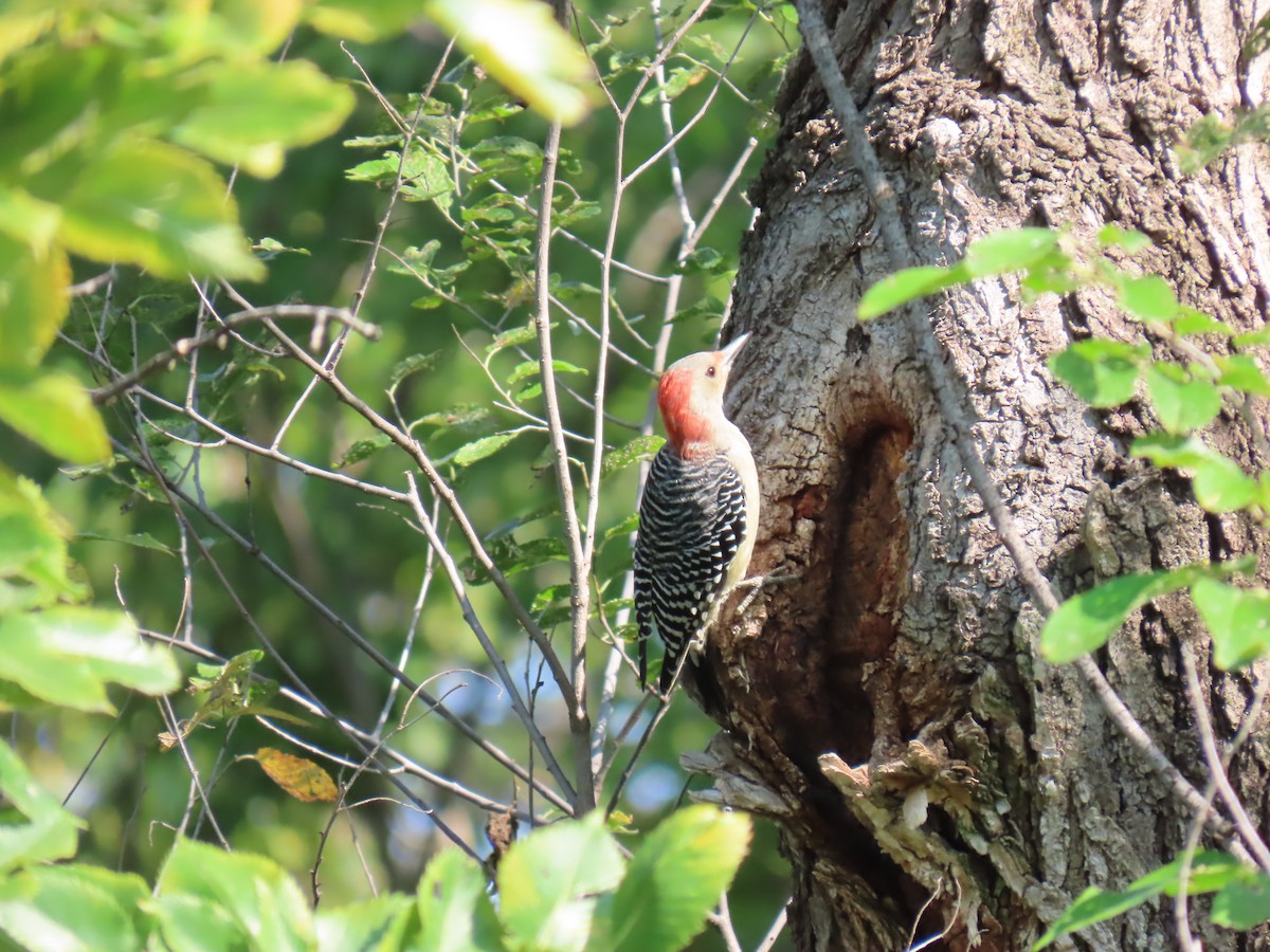 Red-bellied Woodpecker - ML641972565