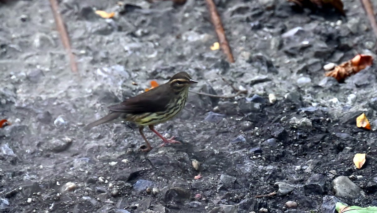 Northern Waterthrush - ML641972571