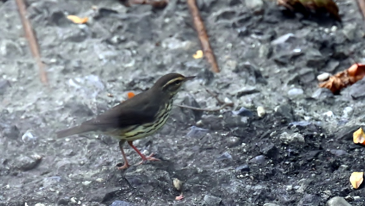 Northern Waterthrush - ML641972573