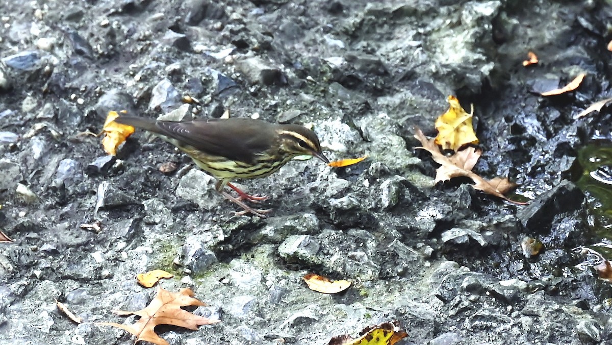 Northern Waterthrush - ML641972574