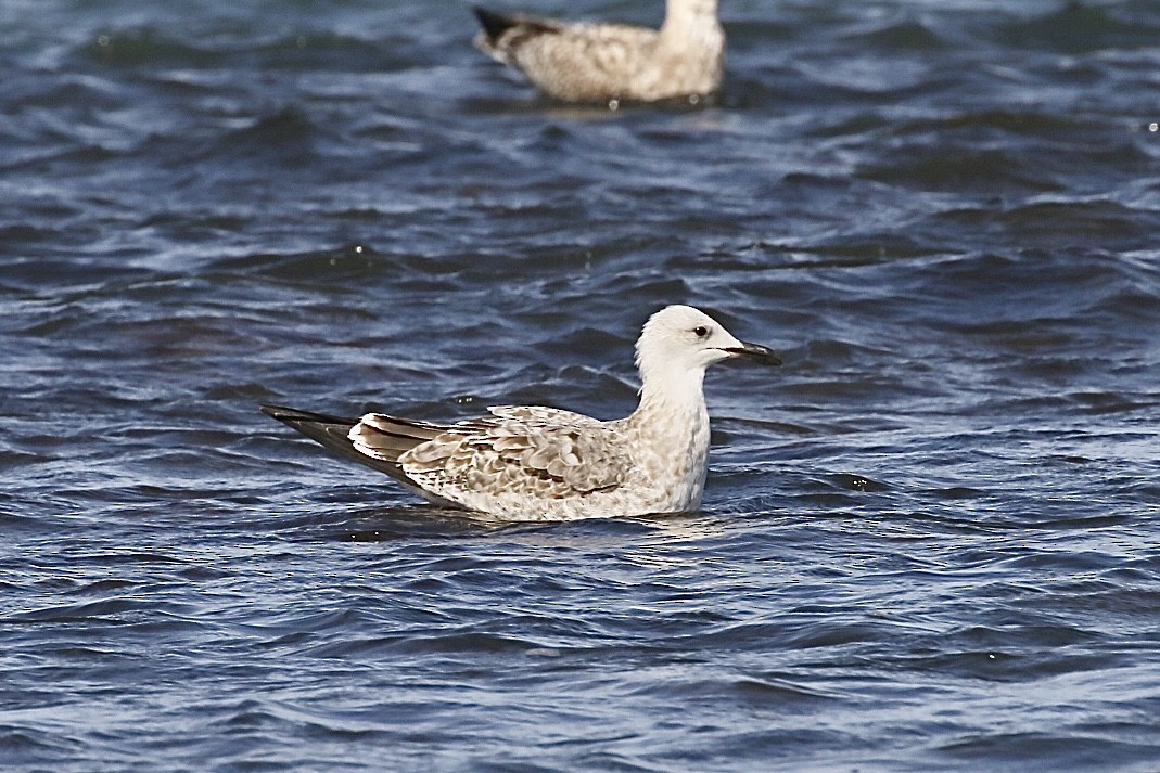 Caspian Gull - ML641972582