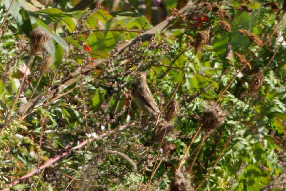 Dickcissel - ML641972602