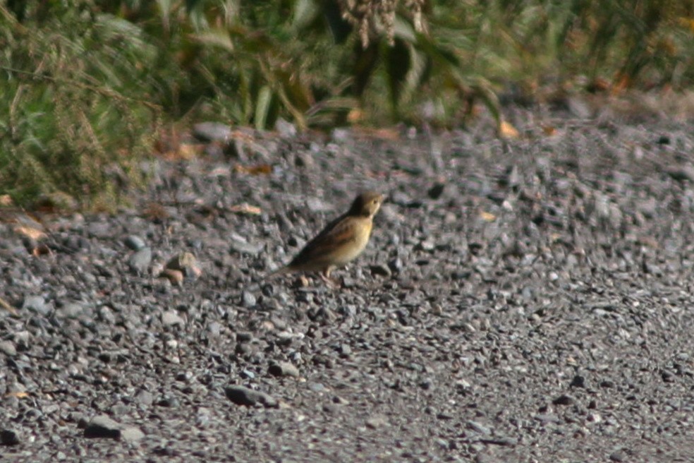 Dickcissel - ML641972603