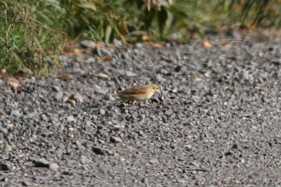 Dickcissel - ML641972604