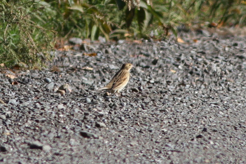 Dickcissel - ML641972605