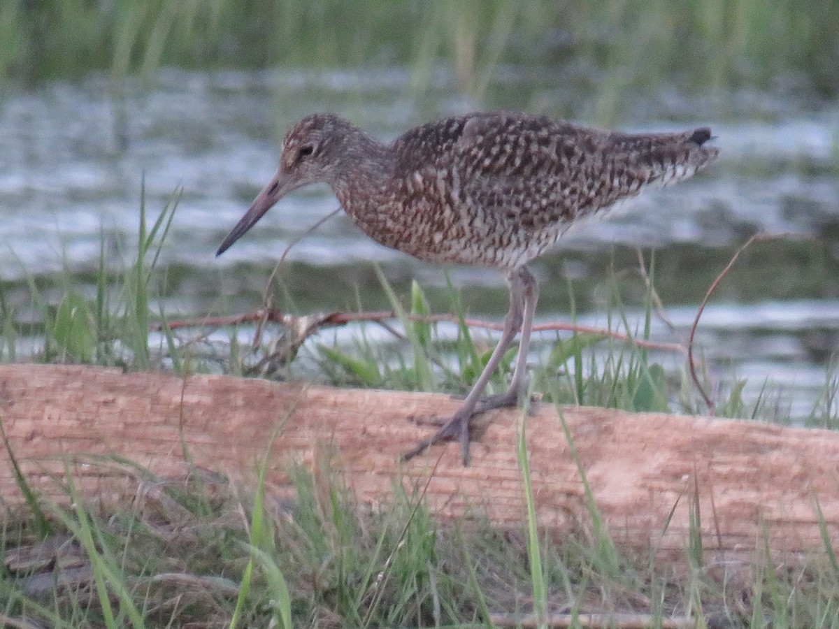 Willet - ML641972608