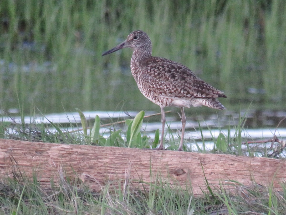 Willet - ML641972609