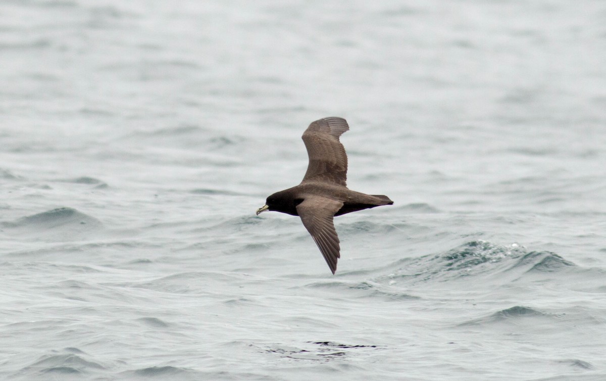 White-chinned Petrel - ML64197261