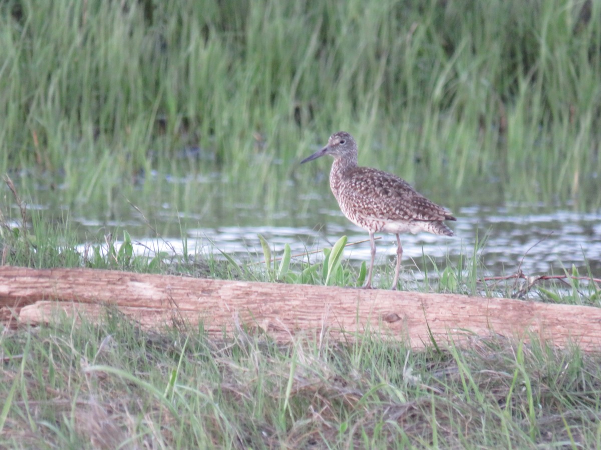 Willet - ML641972610