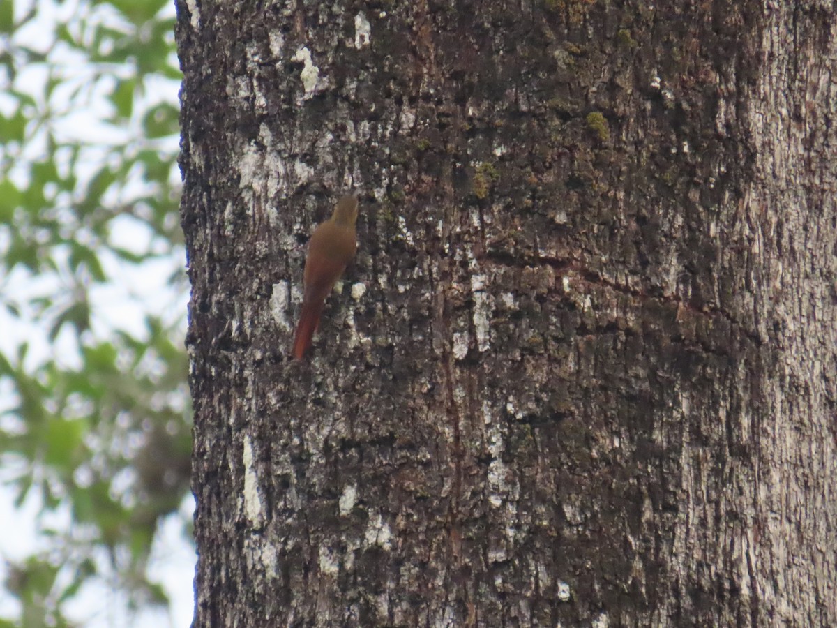 Olivaceous Woodcreeper - ML641972627