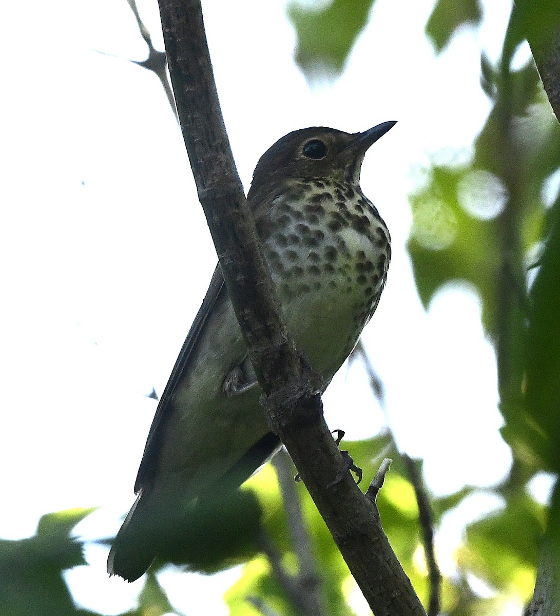 Gray-cheeked Thrush - ML641972628