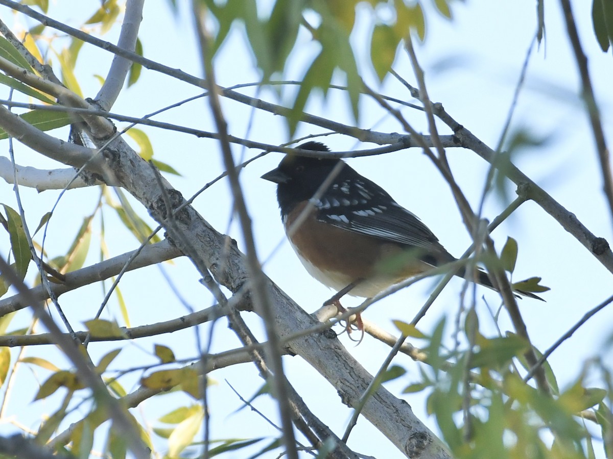Spotted Towhee - ML641972660