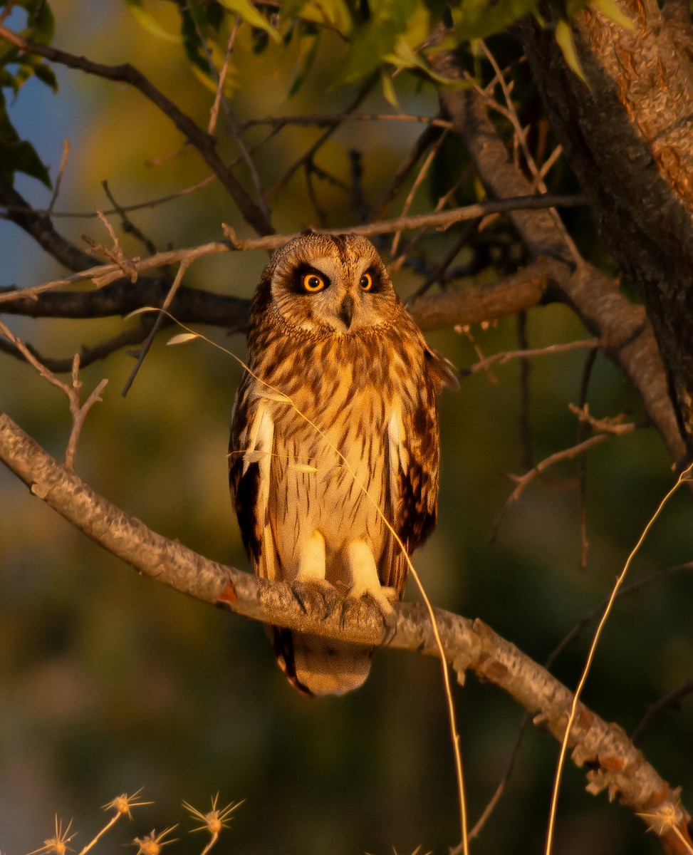 Short-eared Owl - ML641972674