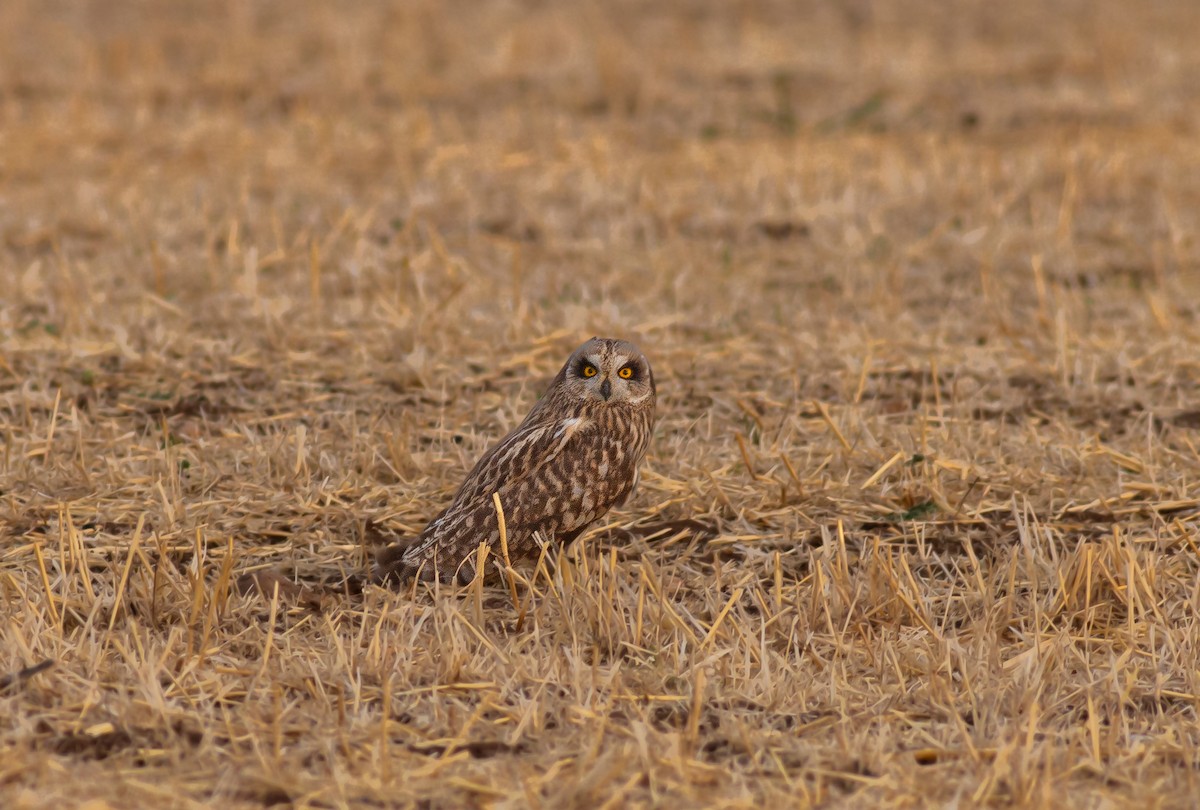 Short-eared Owl - ML641972676