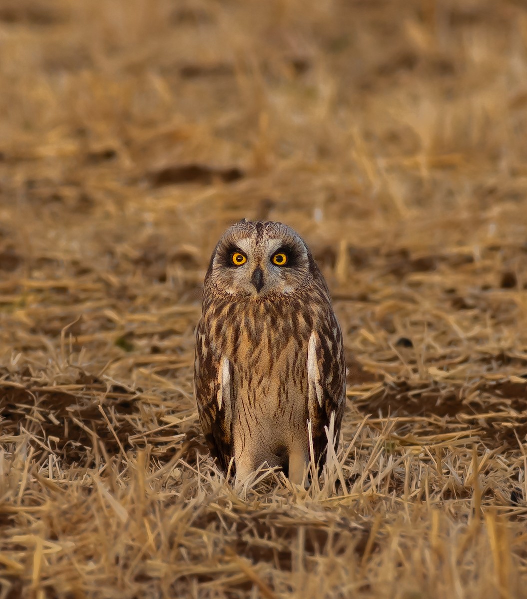 Short-eared Owl - ML641972677