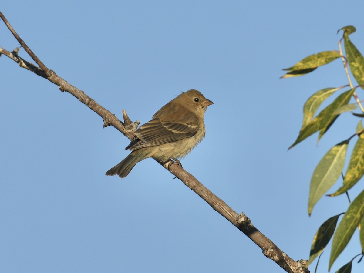 Lazuli Bunting - ML641972704
