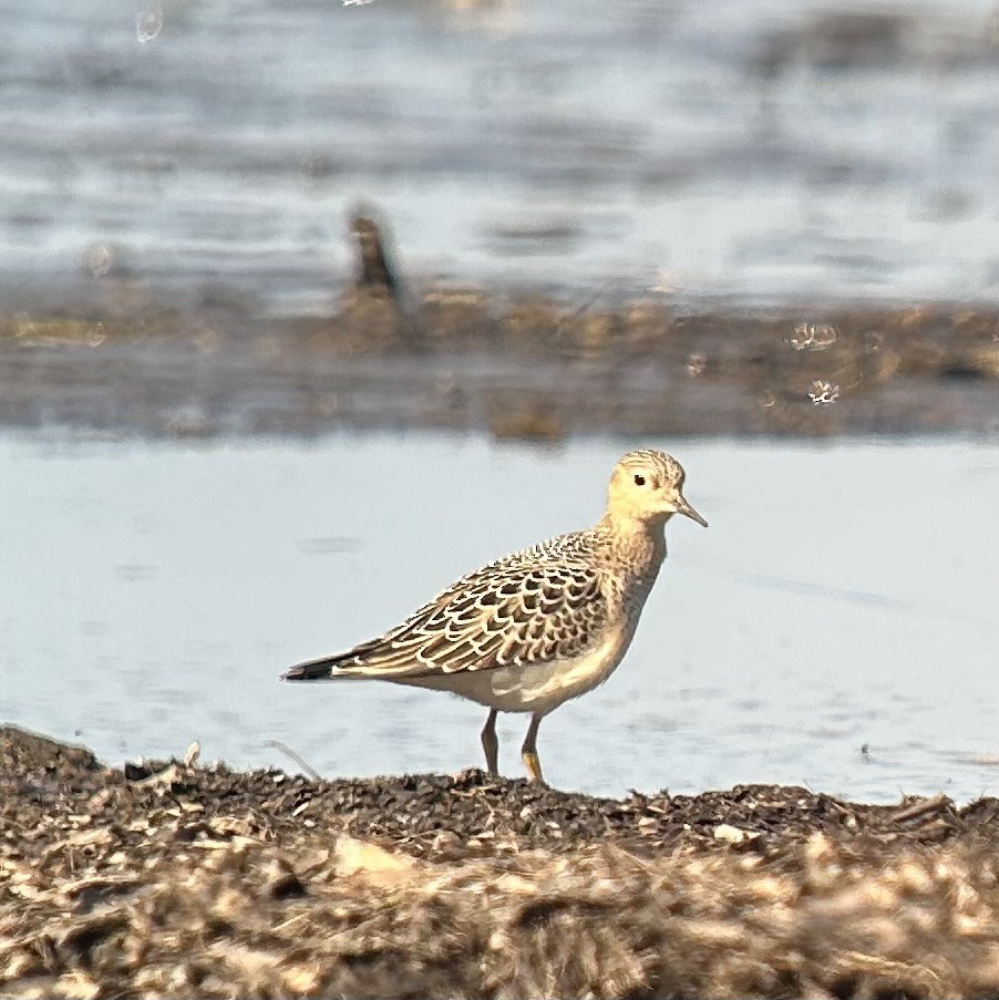 Buff-breasted Sandpiper - ML641972709