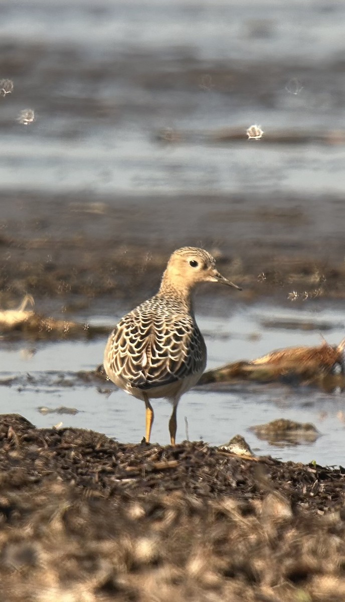 Buff-breasted Sandpiper - ML641972710