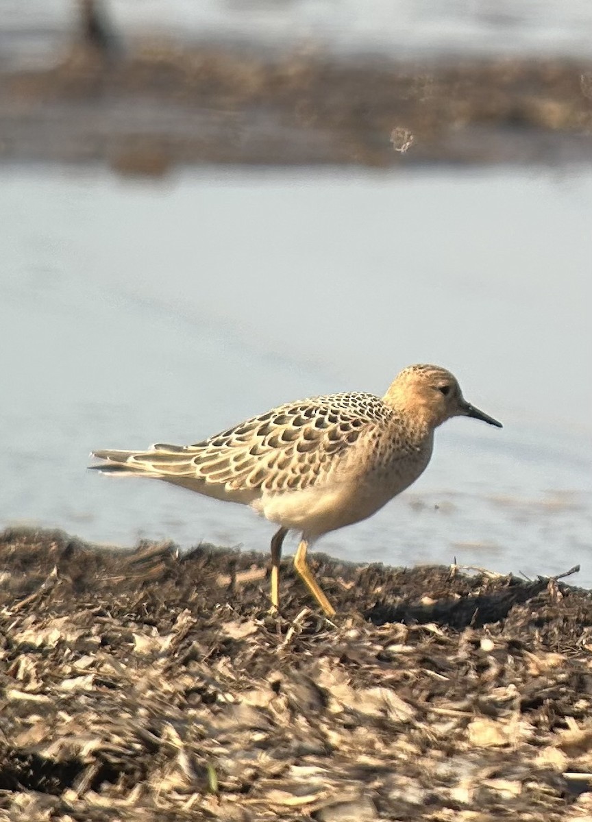 Buff-breasted Sandpiper - ML641972711