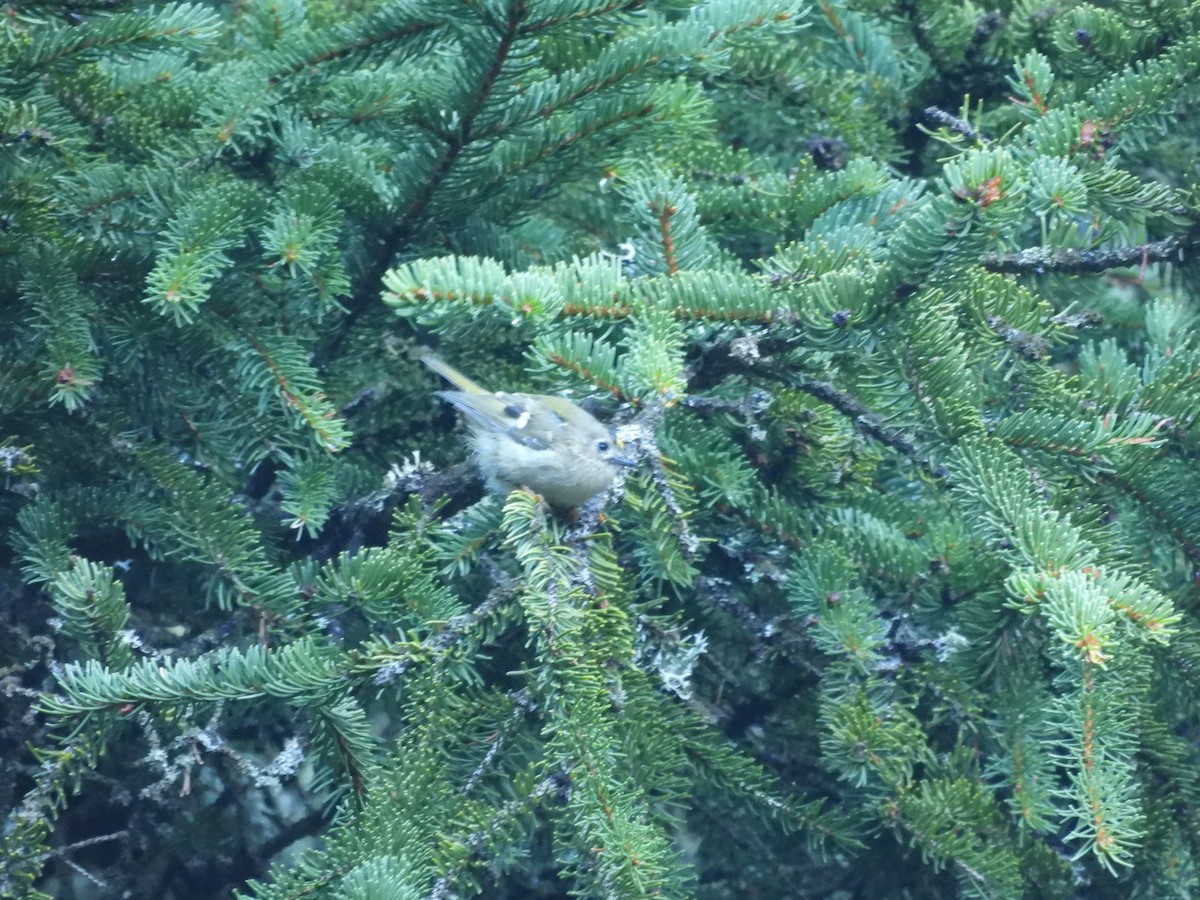 Goldcrest - ML641972712