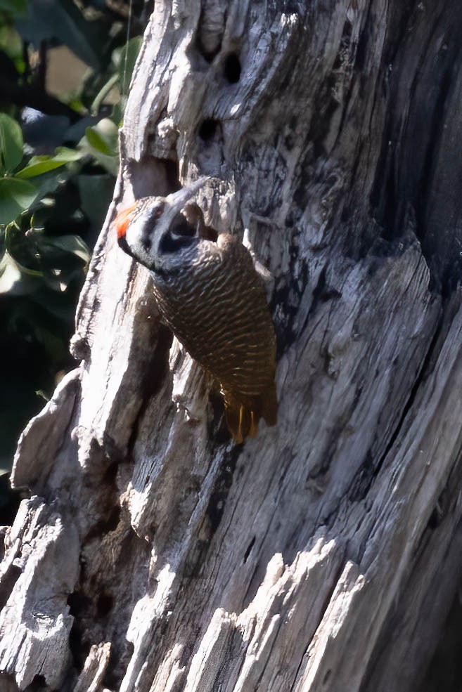 Bearded Woodpecker - ML641972718