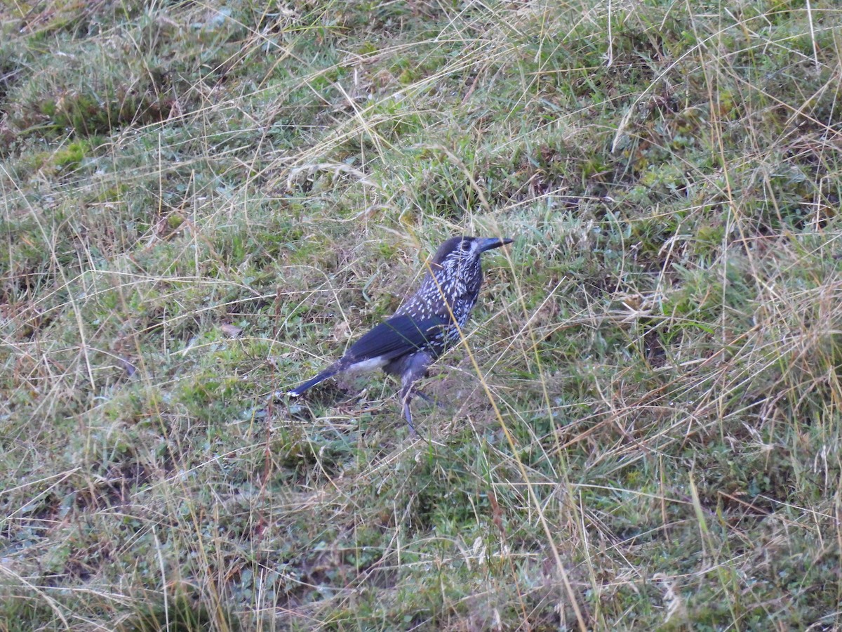 Northern Nutcracker - ML641972722