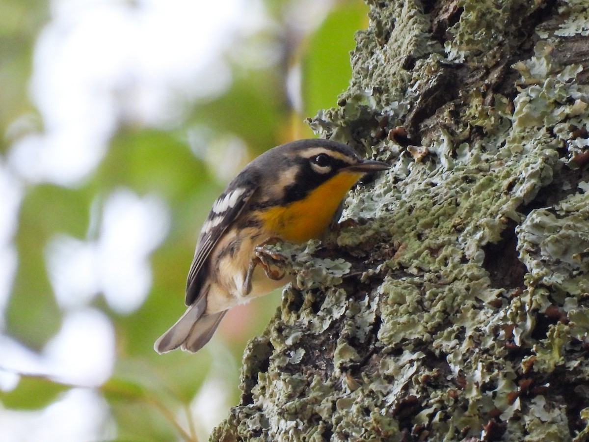 Yellow-throated Warbler - ML641972726