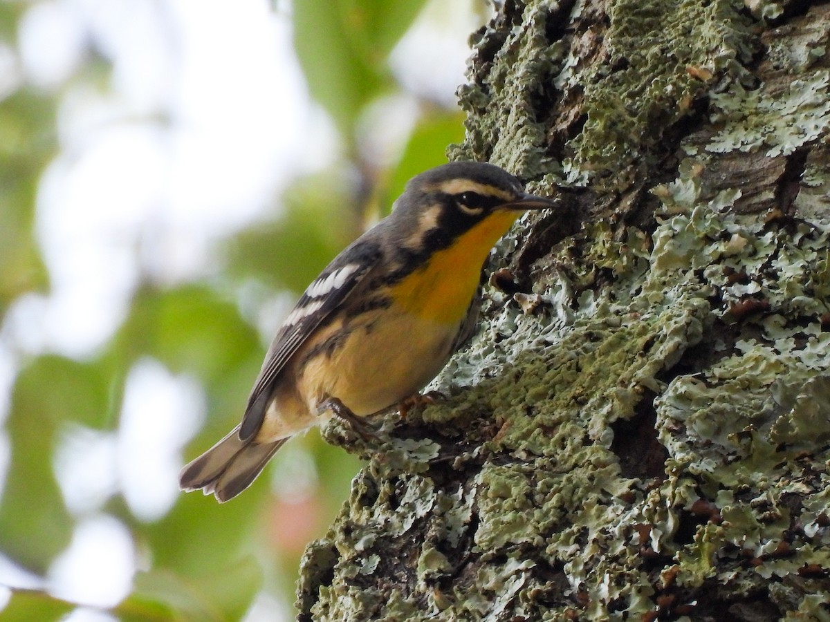 Yellow-throated Warbler - ML641972727