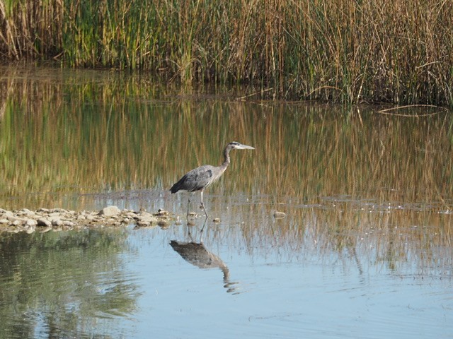 Garza Azulada - ML641972730